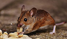 24 Hour & Emergency Exterminators in Grangeburg, AL